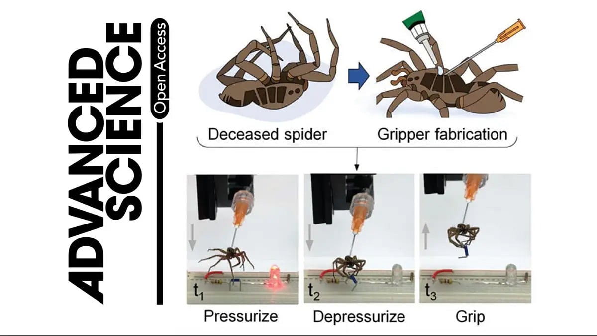 Photograph shared by Rice University's Prof. Preston showing how dead spider robots work