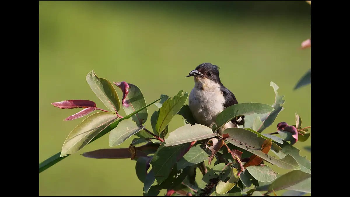 Jacobin cuckoo, harbinger of Indian monsoon