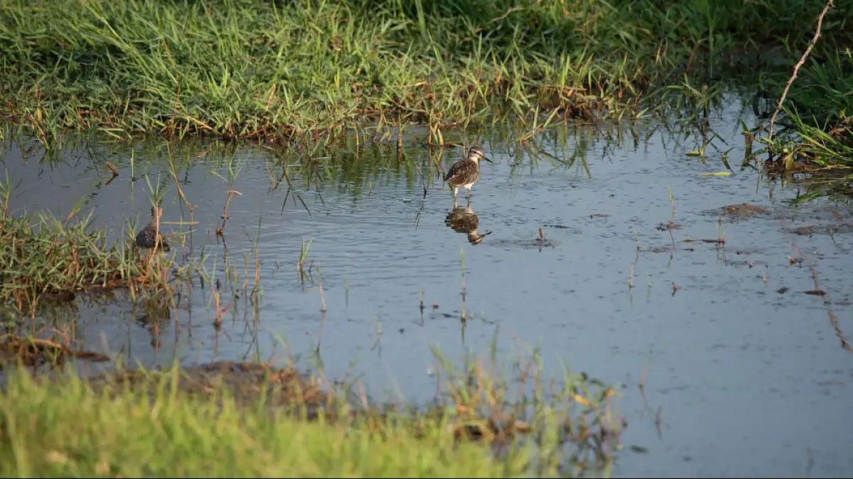 At present, 64 sites have been tagged under the Ramsar title