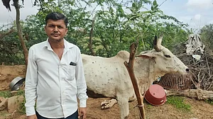A cow with swollen nodes, suffering from lumpy skin disease in Rajasthan