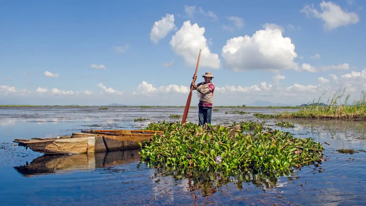 A fisherman surrounded by water hyacinths on Loktak lake in Manipur 