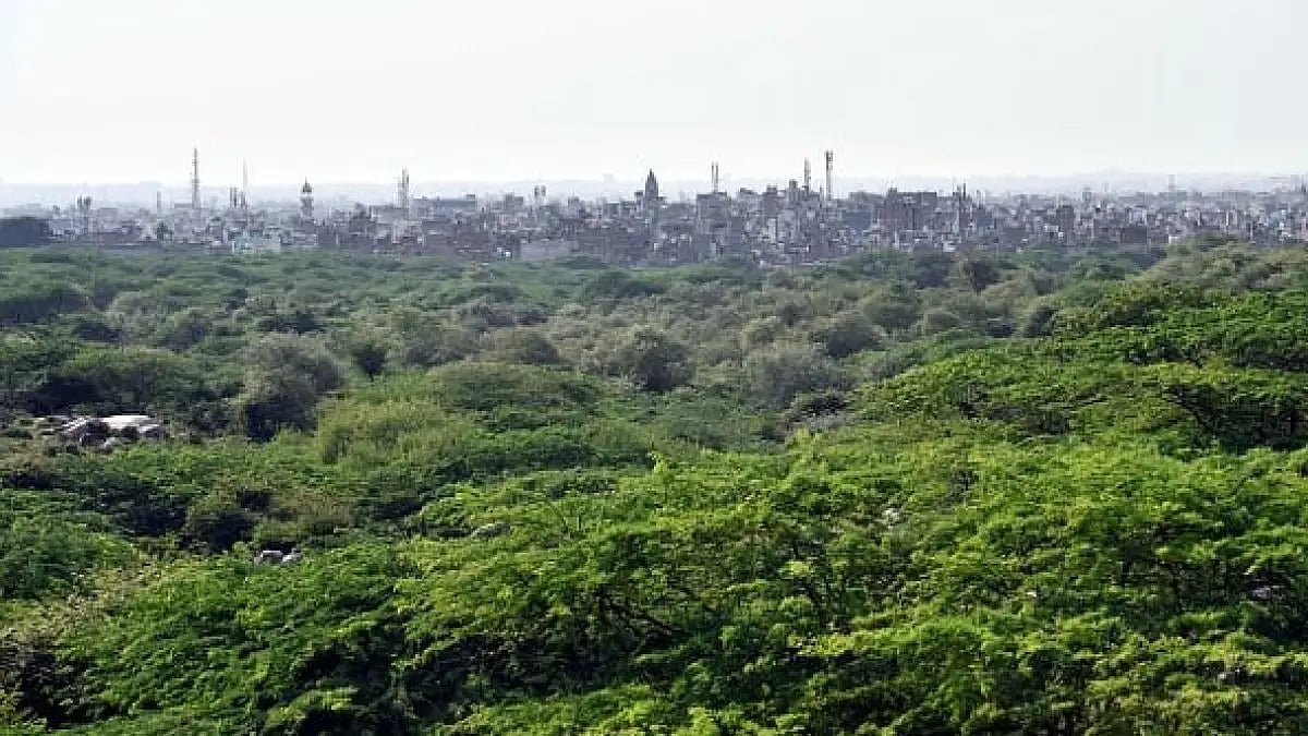 NEW DELHI, INDIA - AUGUST 4: A view of Asola-Bhatti Wildlife Sanctuary, on August 4