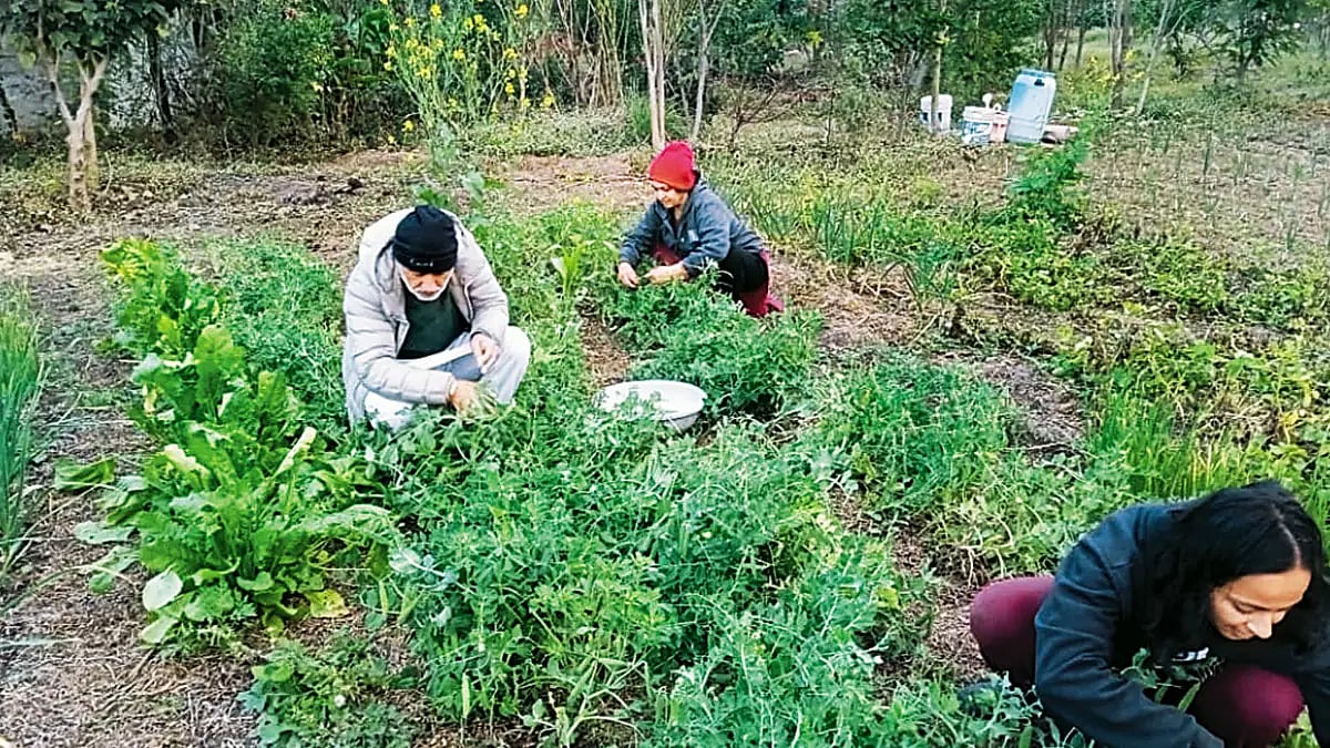 We The People: The Art Of Growing Your Own Food