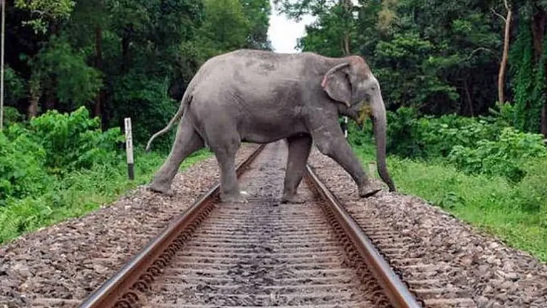 Jharkhand is the second state in the country in terms of human-elephant fatalities.  - File Photo