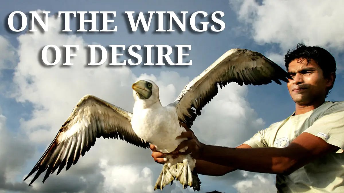 Mumbai's Birdman and Our Feathered Friends