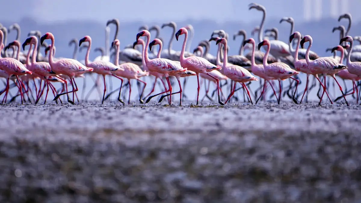 The TCFS is the first site in the Mumbai Metropolitan Region (MMR)