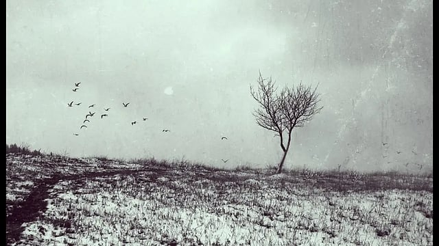 Poems: House Sparrow 
