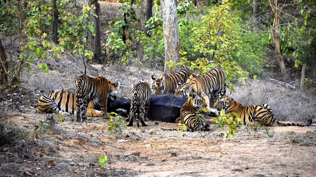 File Photo : Tigress and her four cubs killed in Male Mahadeshwara Hills. 
