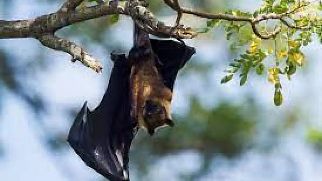 Bats In Odisha Village Die Of Heat Stroke; Water Is Sprayed To Save Others