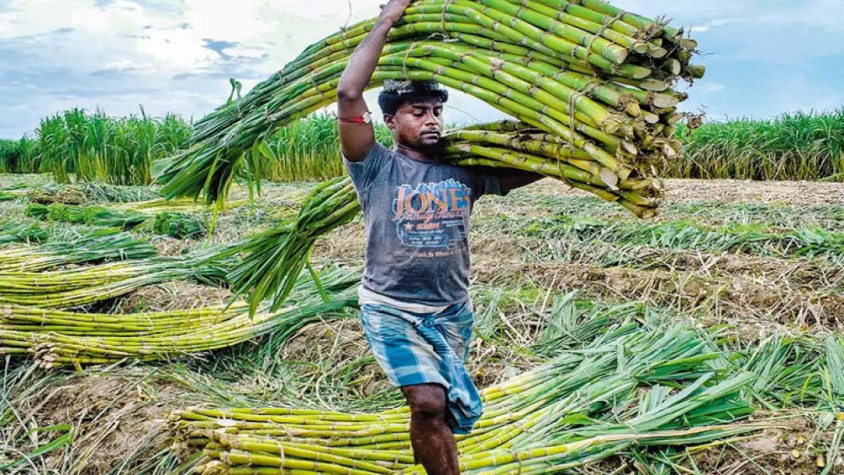 File image : A farmer carrying of sugarcane harvest