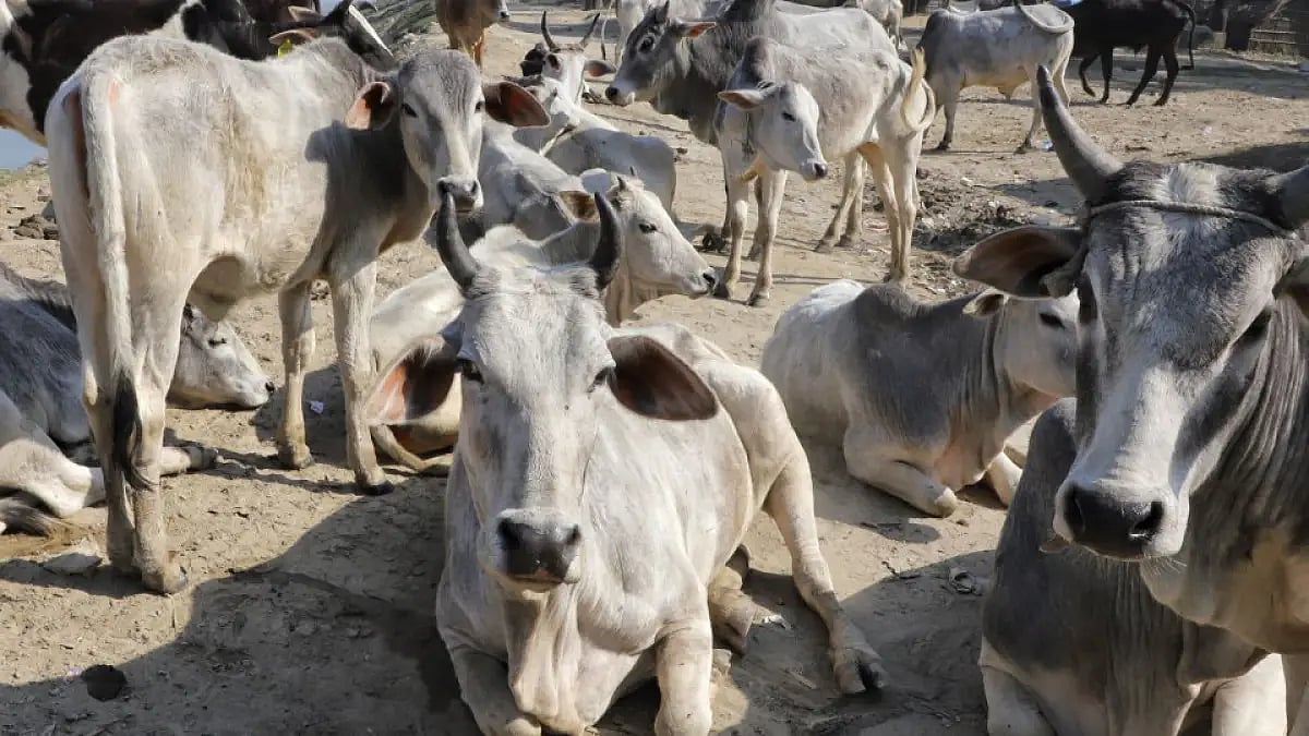 Vaccination of cattle against contagious lumpy skin disease has started