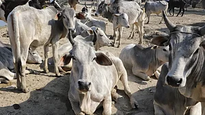 Vaccination of cattle against contagious lumpy skin disease has started