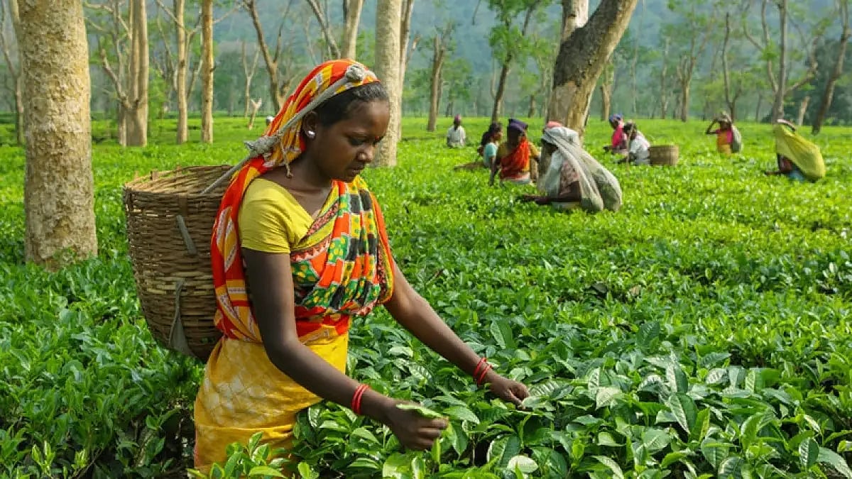 The wealth of a plant protection officer facing graft probe by the CBI had allegedly shot 