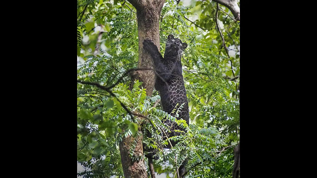 Rare black panther spotted in MPs Tiger Reserve 