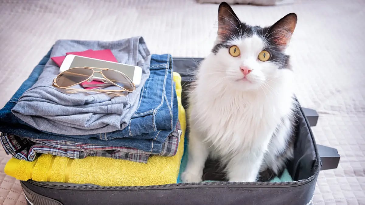 Travelling with pets is a unique experience