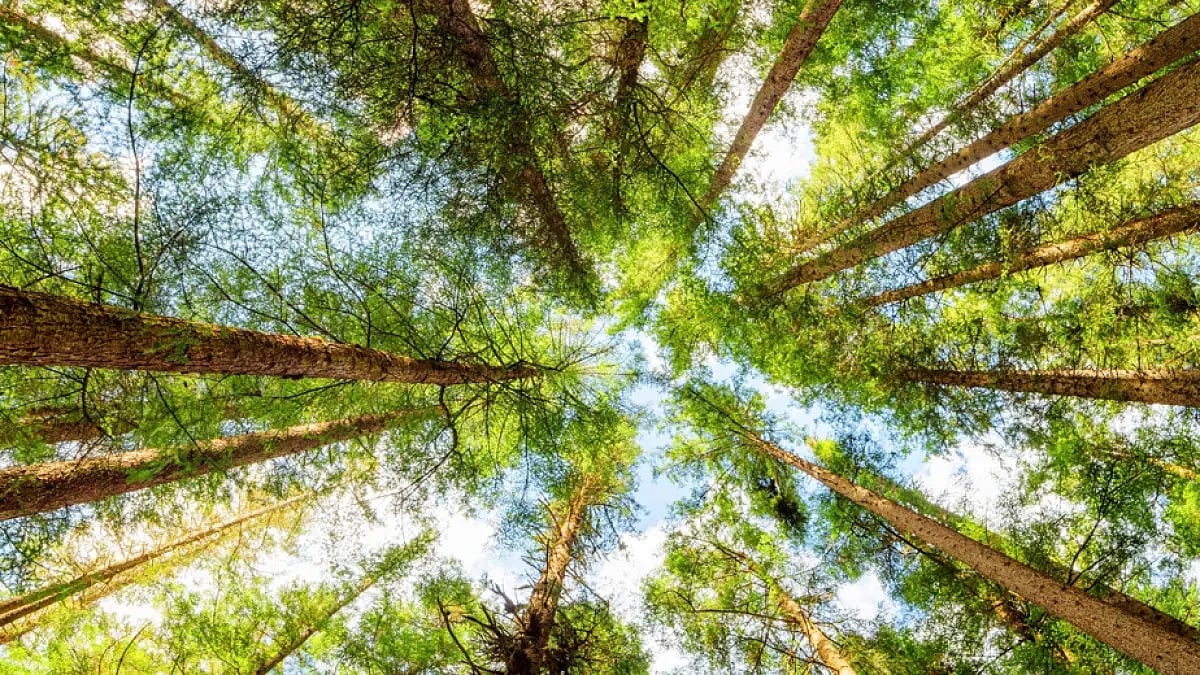 Trees will be felled in Delhi during the construction of the six-lane