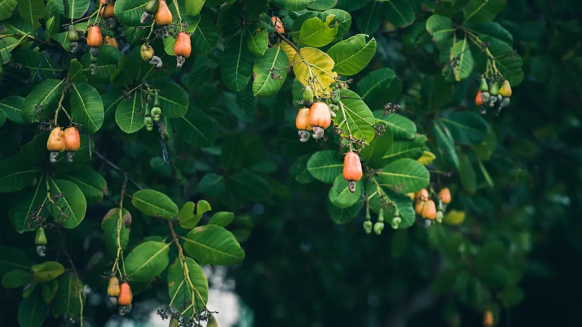Cashew trees, late January.