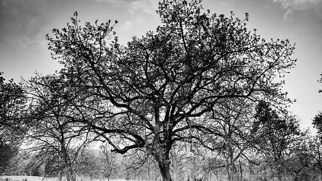 Sukhtel: A Love Poem