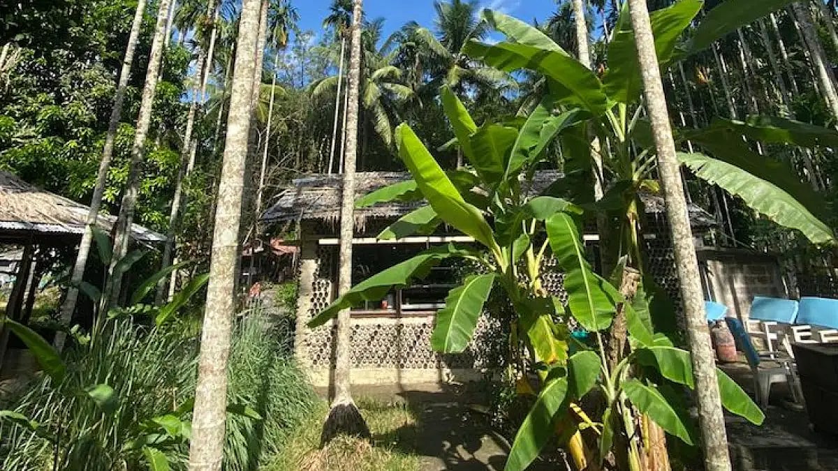 The resort is nestled amid palm-lined trees
