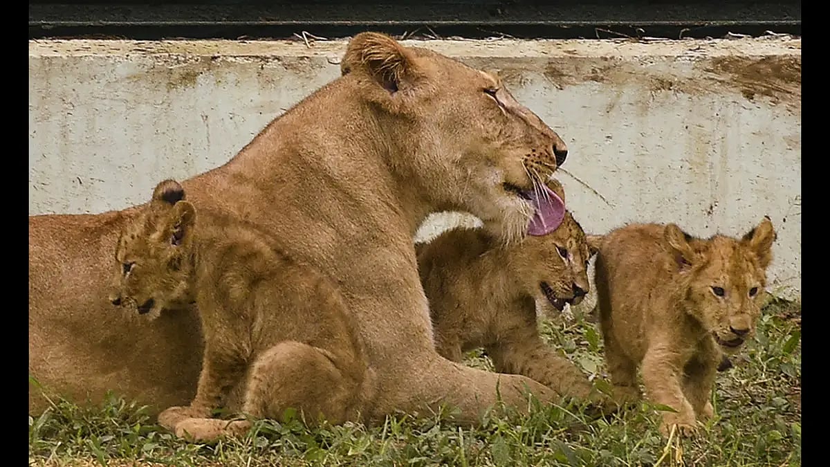 Darjeeling Zoo Recognised As Best In India