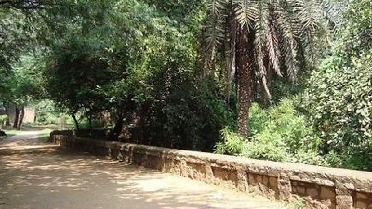 The policy has made the tree transplantation process more scientific 