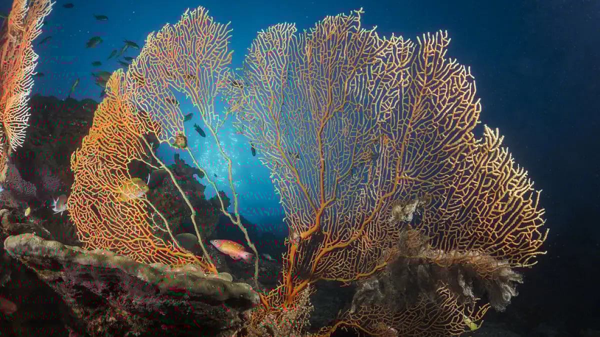The Gorgonians at the Andaman Sea