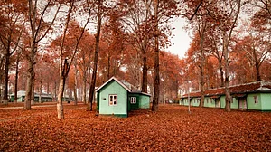 A carpet of fallen leaves from maple trees at the Kashmir University campus in Srinagar