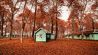 A carpet of fallen leaves from maple trees at the Kashmir University campus in Srinagar