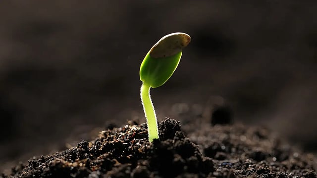 Poems: Germination
