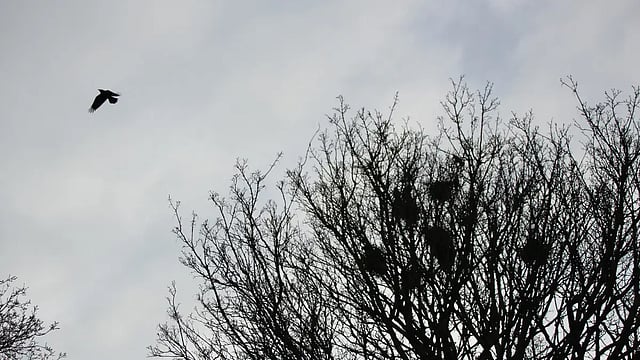 Short Story: The Nests