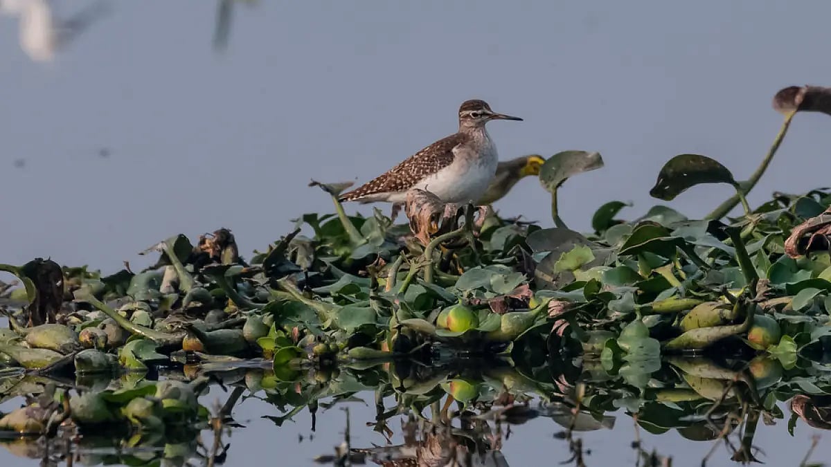 Ruff bird flying near river body at Surajpur bird sanctuary