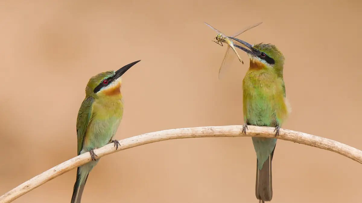 India offers a plethora of birdwatching avenues
