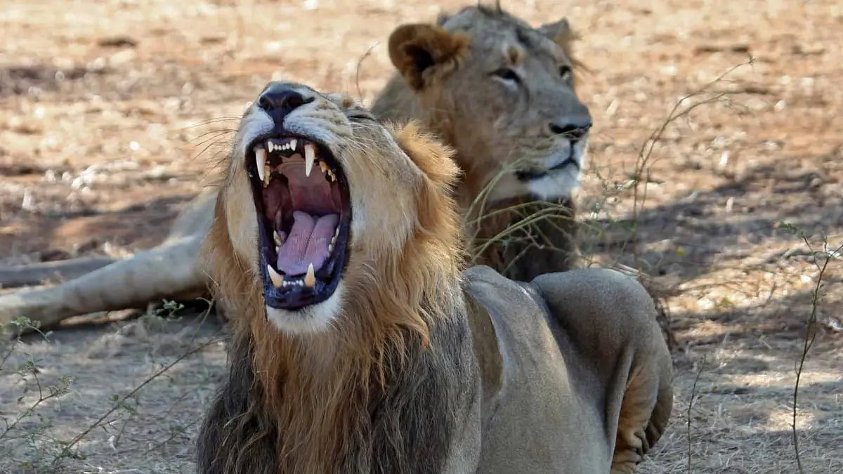 Gujarat is the only place in the world where Asiatic lions can be found in the wild