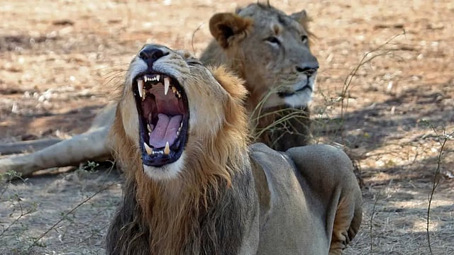 Gujarat's Wild Side