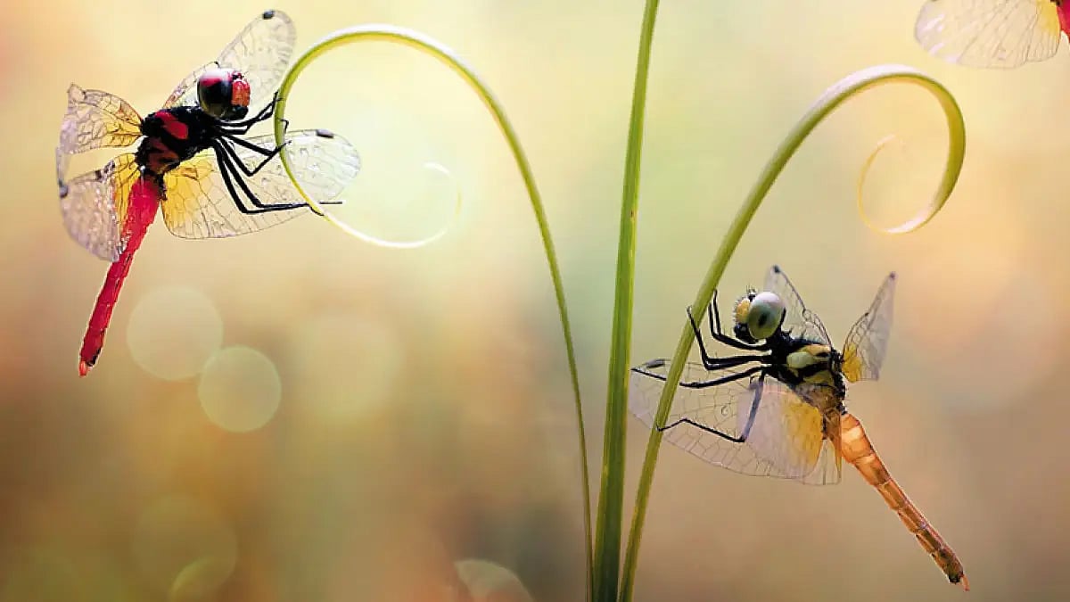  A four-month festival to promote conservation of tiny insects like dragonflies and damselflies