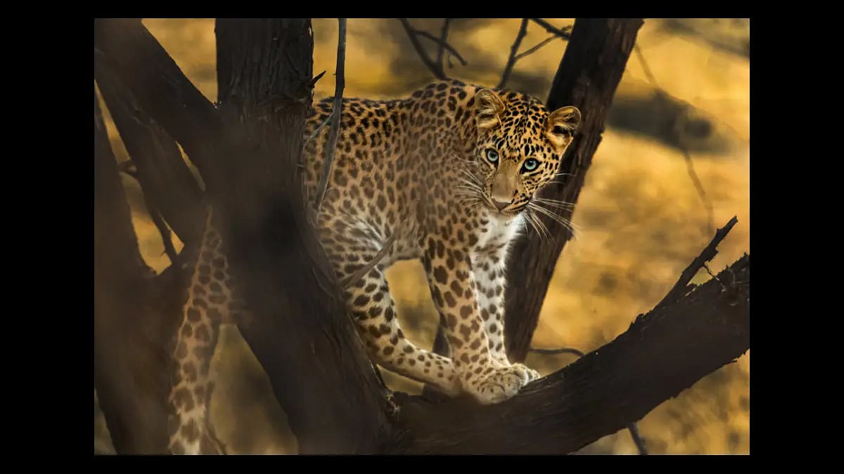 At Jhalana Leopard Reserve near Jaipur