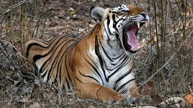 Madhya Pradesh: Woman Severely Injured From Fighting Off Tiger To Save 1-Year-Old Son