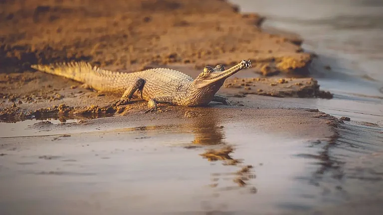 The court noted that illegal sand mining has created an "environmental crisis" that now threatens the "very project of gharial preservation". - File photo