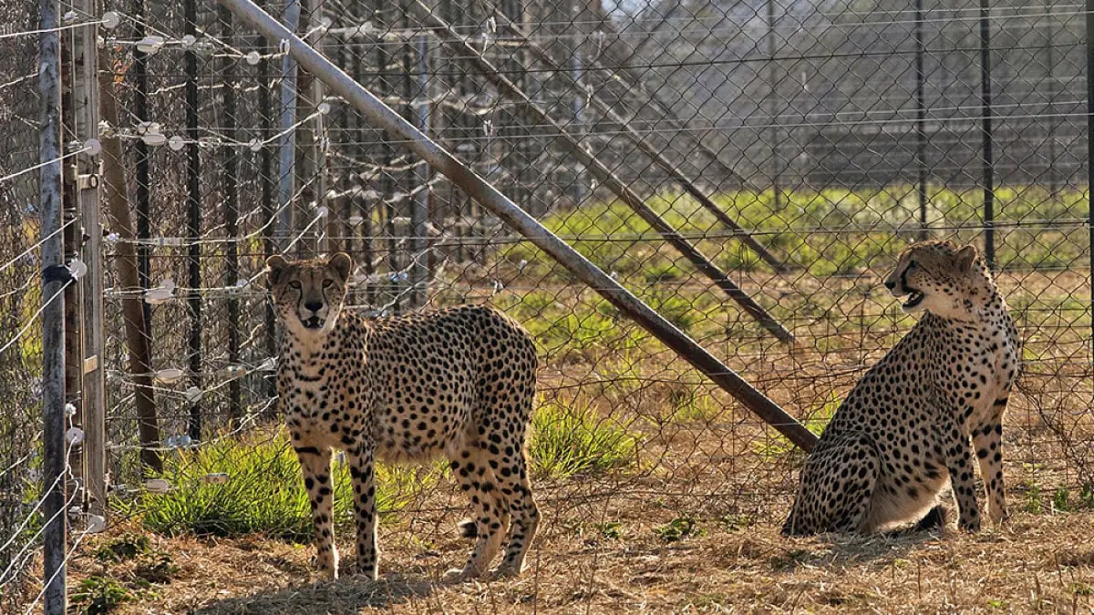 Two cheetahs are seen inside a quarantine section 