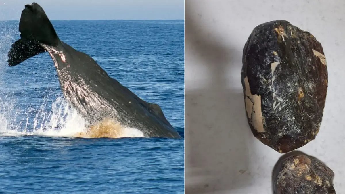 Sperm whale and whale vomit.