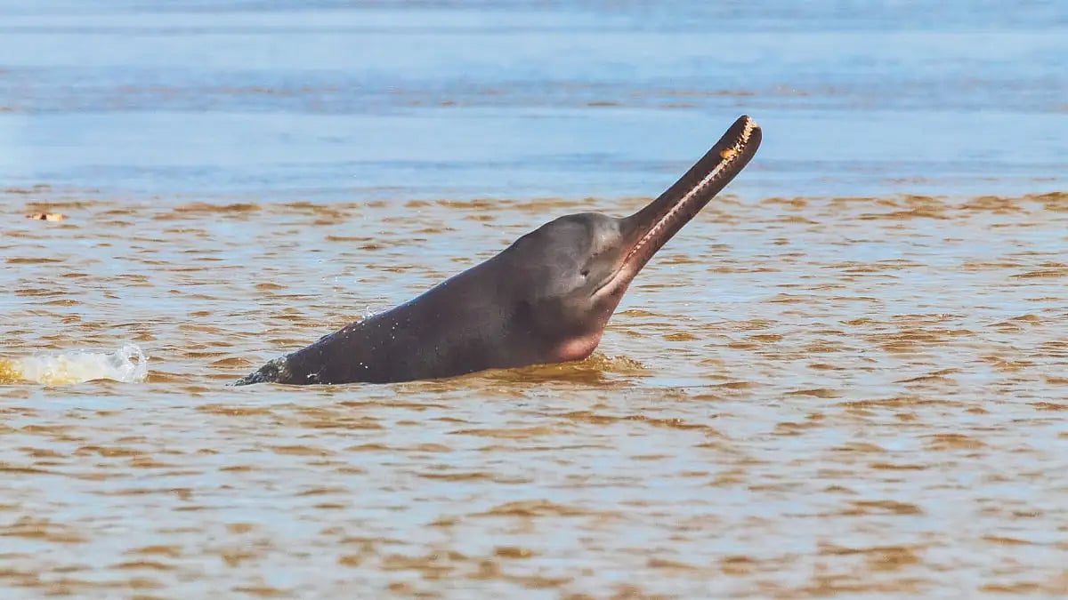 The Ganges dolphin has been designated as India's national aquatic animal