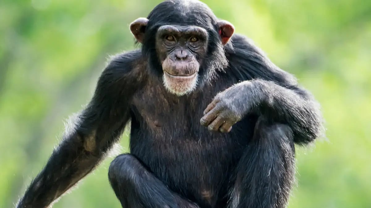 Several rare and endangered animals, including two kangaroos and chimpanzees, have been rescued