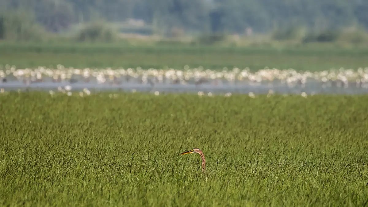 Wetlands are essential for maintaining ecological balance and preserving biodiversity