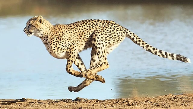 PM Modi To Release Cheetahs To Kuno National Park; Specially Customised Jumbo Jet Arrives In Namibia To Bring Them