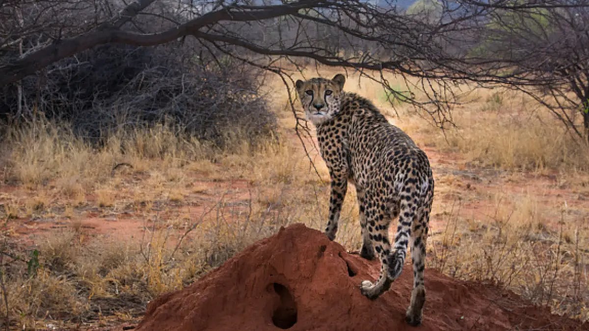 Representational Image: Cheetah was declared extinct in India in 1952. 