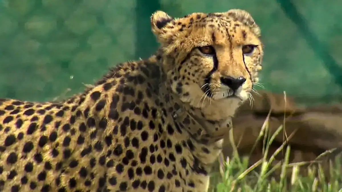 A cheetah after being released inside a special enclosure of the Kuno National Park in Madhya Prades