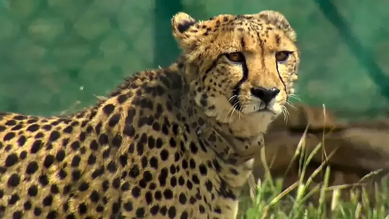 A cheetah after being released inside a special enclosure of the Kuno National Park in Madhya Prades - null