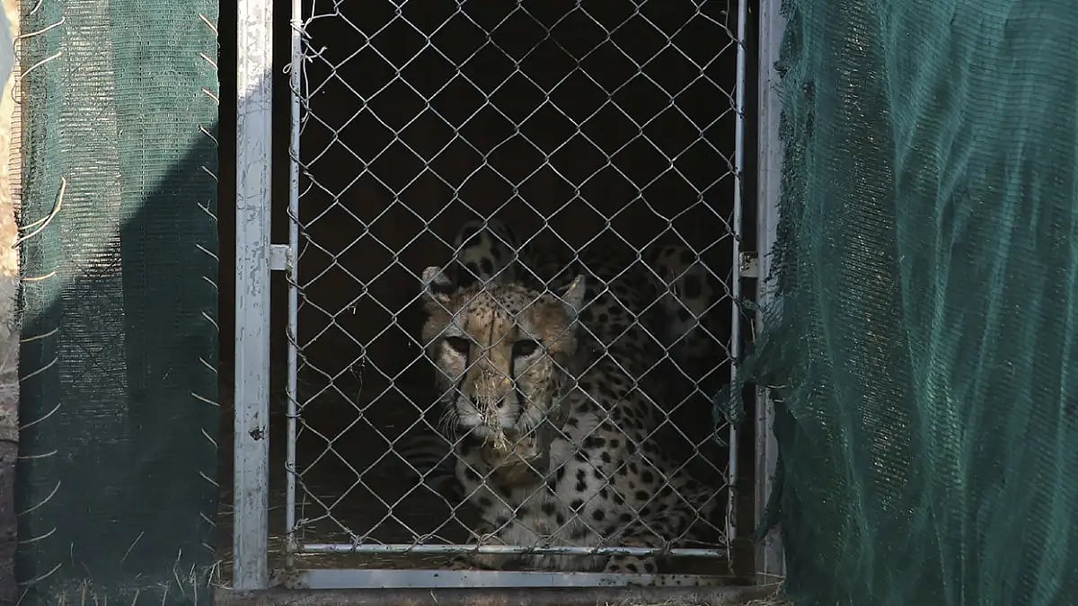 Cheetah brought to Kuno National Park from Africa