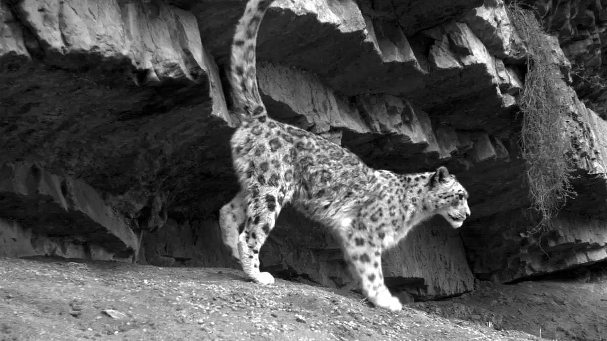 A snow leopard photographed in Spiti in Himachal Pradesh
