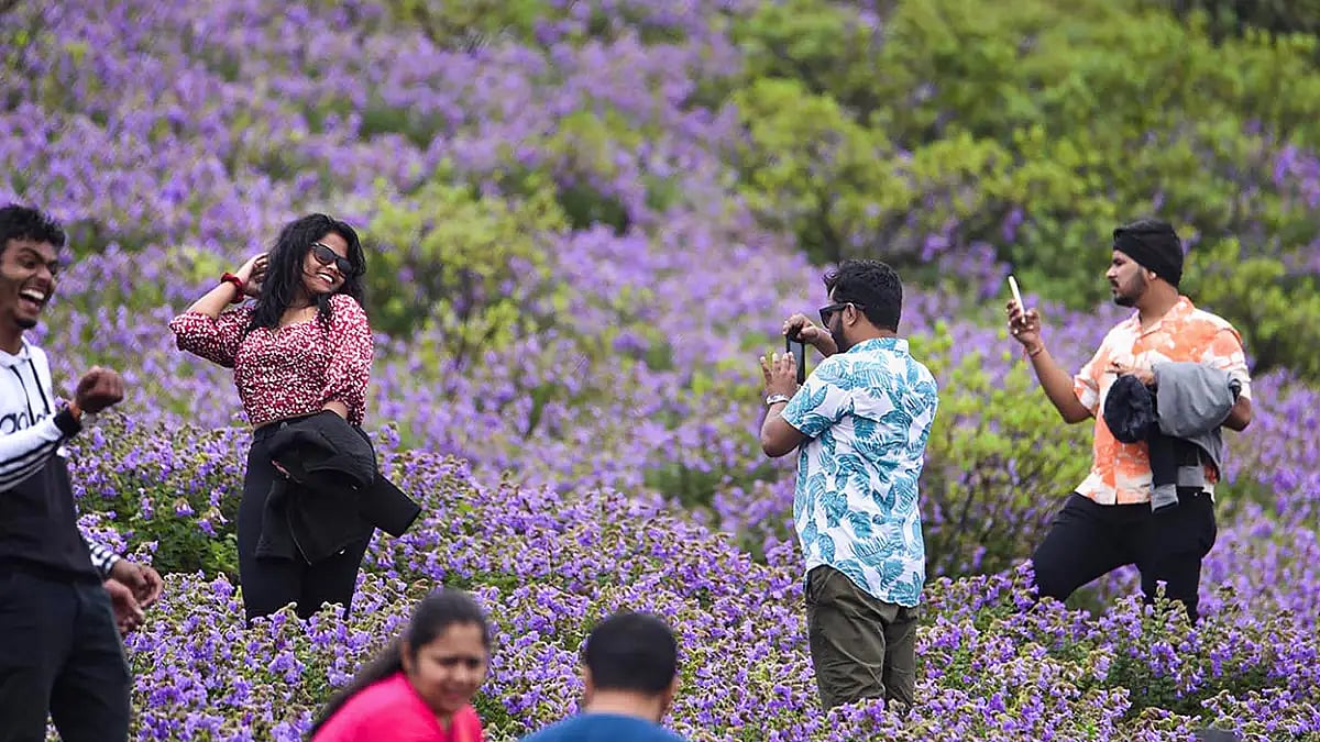 Neelakurinji flowers bloom in Chikmagalur 